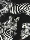 Dolce & Gabbana Zebra Print Scarf